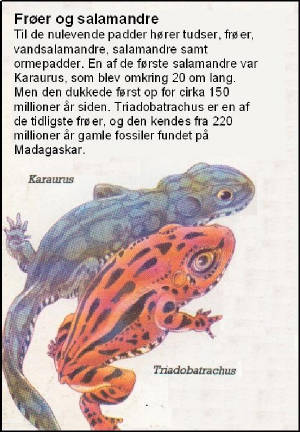 Frøer og salamandre